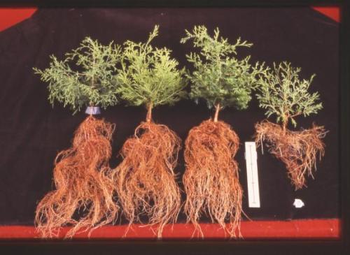 AWC with Containers flooded