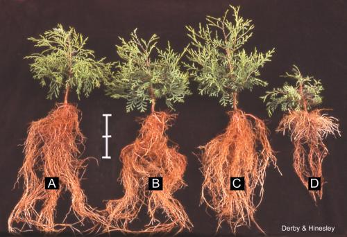 roots with 4 water regimes