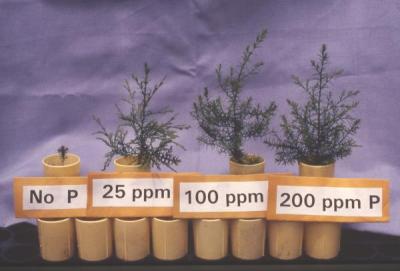 Atlantic White Cedar Response to Phosphorous Levels