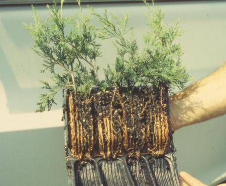 AWC Cutting rooted in Spencer-Lemaire Booktrainer