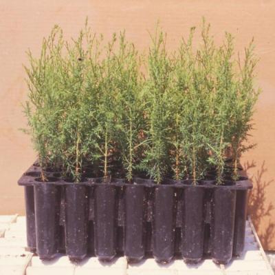 AWC Seedlings in Ropak 45 Multipot