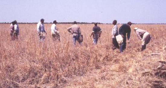 Contract Planting Crew on PLNWR