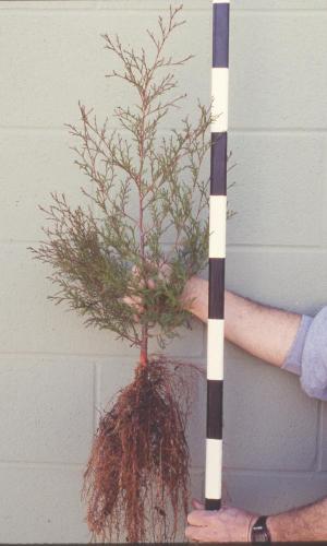 Large 1-1 AWC Transplant Goldsboro