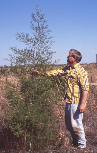 4 Year old tree with protection