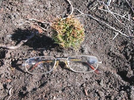 Severely browsed AWC at Havelock (3 yrs)(23Jan03)